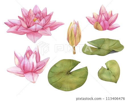 Pink Lotus. Watercolor botanical Illustration. Big Set Flowers Hand Drawn clip art tropical Buds Water Lily and green Leaves on isolated background Pink Lotus. Watercolor botanical Illustration. Big Set Flowers Hand Drawn clip art tropical Buds Water Lily and green Leaves on isolated background 113406476