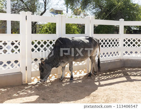 Miniature Zebu Cattle, Gray Cow In Backyard, Farm. Farming, Livestock. Indicine Cattle, Camel Cow Or Humped Cattle. Horizontal Plane. Domestic Animal near White Fence.  113406547