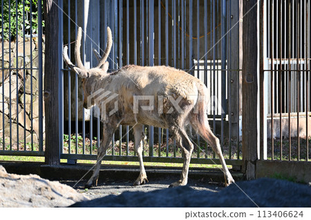 Shifu Elephant, Shifuzo, Tama Zoological Park, Hino City, Tokyo Shifu Elephant, Shifuzo, Tama Zoological Park, Hino City, Tokyo 113406624