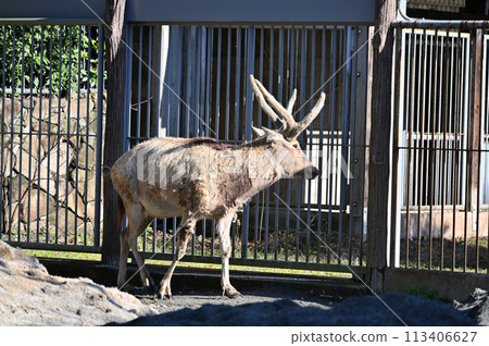 Shifu Elephant, Shifuzo, Tama Zoological Park, Hino City, Tokyo 113406627