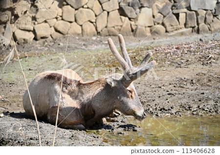 Shifu Elephant, Shifuzo, Tama Zoological Park, Hino City, Tokyo Shifu Elephant, Shifuzo, Tama Zoological Park, Hino City, Tokyo 113406628