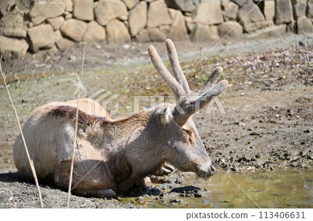 Shifu Elephant, Shifuzo, Tama Zoological Park, Hino City, Tokyo 113406631