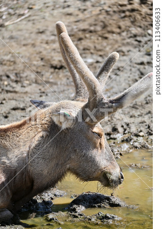 Shifu Elephant, Shifuzo, Tama Zoological Park, Hino City, Tokyo 113406633