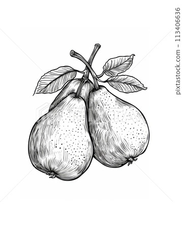 Black and white hand-drawn illustration of a bunch of pears with leaves. 113406636