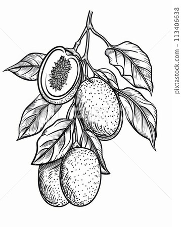 Black and white hand drawn illustration of a branch with round fruits and leaves. Black and white hand drawn illustration of a branch with round fruits and leaves. 113406638
