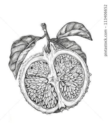 Detailed Black and White Drawing of Halved Orange with Realistic Texture and Leaves Illustration 113406652