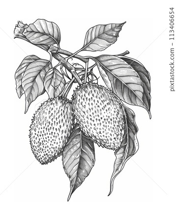 Detailed Illustration of Tropical Fruit Tree Branch with Leaves and Fruits in Black and White Detailed Illustration of Tropical Fruit Tree Branch with Leaves and Fruits in Black and White 113406654
