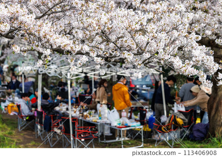People enjoying a meal while enjoying cherry blossom viewing under the cherry blossoms in full bloom People enjoying a meal while enjoying cherry blossom viewing under the cherry blossoms in full bloom 113406908