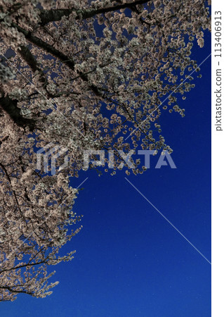 Cherry blossoms shining in the night sky Cherry blossoms shining in the night sky 113406913