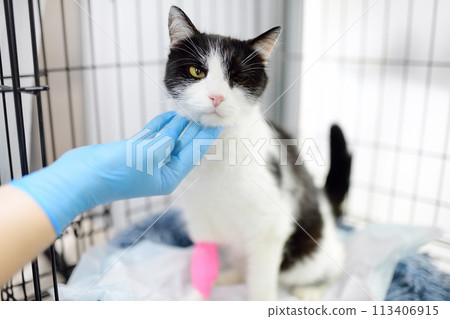 Homeless or lost cat is in vet clinic or animal shelter. Hotels for pets. Overexposure of pets. Protection, treatment, vaccination, adoption of homeless animals. Spay Day 113406915