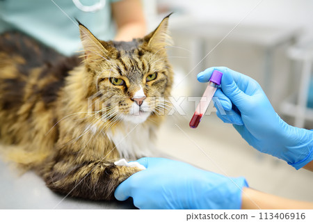 Two professional veterinarians take a blood for test of cat of the breed Maine Coon in veterinary clinic. Health of pet. Care of animal. Pet checkup, tests and vaccination in vet office. 113406916