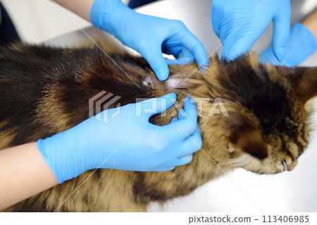 Two professional veterinarians examining a Maine Coon cat at a veterinary clinic. Diagnosis and treat of ringworm in cats Two professional veterinarians examining a Maine Coon cat at a veterinary clinic. Diagnosis and treat of ringworm in cats 113406985