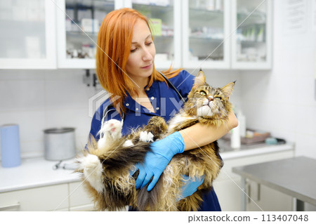 Professional veterinarian examining a Maine Coon cat at a veterinary clinic. Pet examination and vaccination in the veterinary office. Doctor checks cat for breed compliance Professional veterinarian examining a Maine Coon cat at a veterinary clinic. Pet examination and vaccination in the veterinary office. Doctor checks cat for breed compliance 113407048