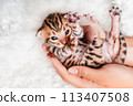 Two week old small newborn bengal kitten on a white background.A kitten in the hands of a girl. On the palms is a small cute kitten.Copy space.Close-up. 113407508