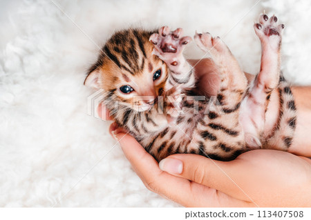 Two week old small newborn bengal kitten on a white background.A kitten in the hands of a girl. On the palms is a small cute kitten.Copy space.Close-up. 113407508
