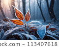 Deciduous maple leaves frostcovered in snowy landscape 113407618