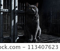 Cat in a dark prison cell. AI created.  113407623