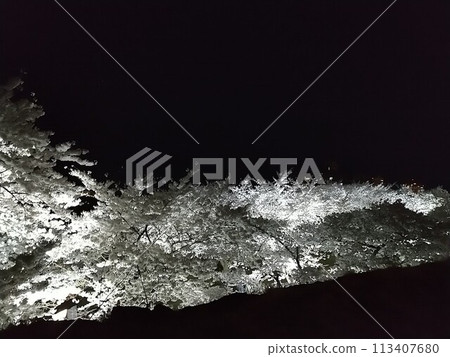 夜晚的櫻花被燈光照亮 113407680