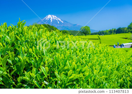 [Fresh greenery material] Fresh green tea leaves and blue sky [Shizuoka Prefecture] 113407813