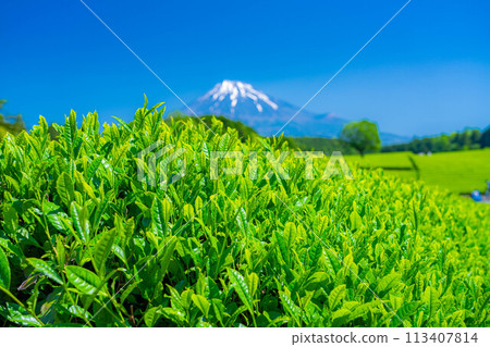 [Fresh greenery material] Fresh green tea leaves and blue sky [Shizuoka Prefecture] 113407814
