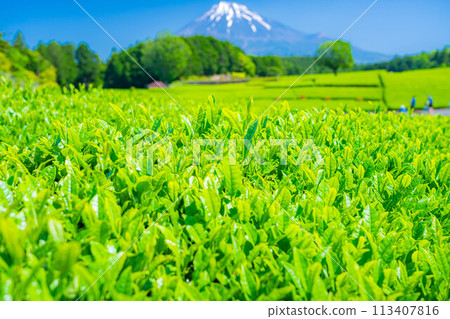 [Fresh greenery material] Fresh green tea leaves and blue sky [Shizuoka Prefecture] 113407816