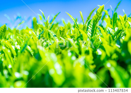 [Fresh greenery material] Fresh green tea leaves and blue sky [Shizuoka Prefecture] 113407834