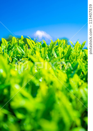 [Fresh greenery material] Fresh green tea leaves and blue sky [Shizuoka Prefecture] 113407839