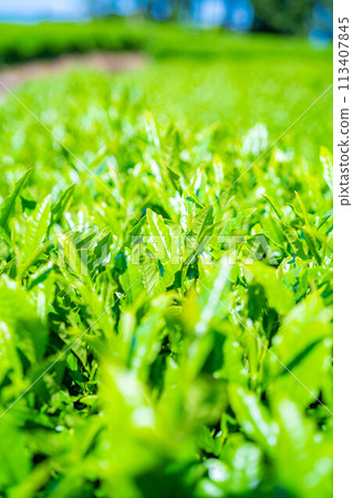 [新鮮的綠色材料]新鮮的綠茶葉和藍天[靜岡縣] 113407845