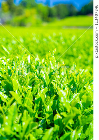 [新鮮的綠色材料]新鮮的綠茶葉和藍天[靜岡縣] 113407846