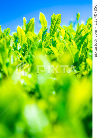 [Fresh greenery material] Fresh green tea leaves and blue sky [Shizuoka Prefecture] 113407850