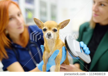Vets checks microchip implant using scanner device under the skin of little chihuahua dog during appointment. The lost pet was brought to the veterinary hospital to find the owner 113408019