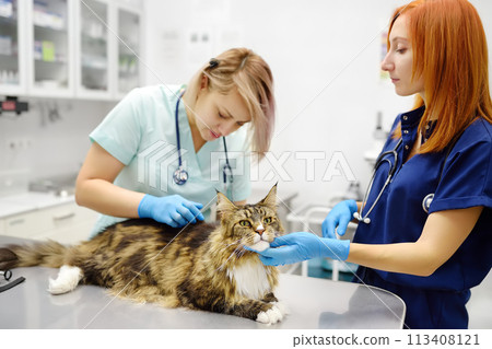 Two professional veterinarians examining a Maine Coon cat at a veterinary clinic. Team of doctors checks a fluffy tomcat for fleas and ticks. Ringworm in cats 113408121