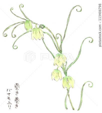A watercolor illustration of a spring plant, a unique fritillary flower with curled leaves A watercolor illustration of a spring plant, a unique fritillary flower with curled leaves 113408798