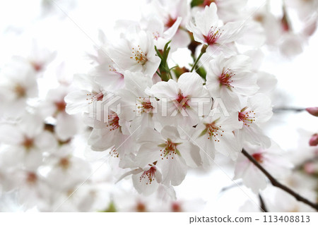 Close-up of Somei-Yoshino cherry blossoms in full bloom 113408813