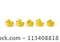 Five Yellow rubber ducks on a white background 113408818