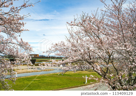 Cherry blossoms of Ise Miyakawa Tsutsumi 113409129