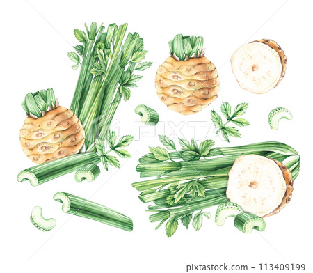 Celery vegetable with roots, stems, pieces Celery vegetable with roots, stems, pieces 113409199