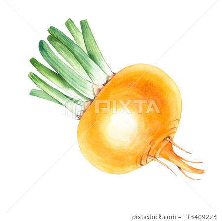 Watercolor yellow turnip vegetable hand drawn isolated 113409223