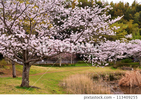 春天的大茂池公園 春天的大茂池公園 113409255