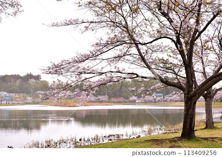 Ohyakuike Park in spring 113409256