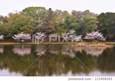 Ohyakuike Park in spring 113409263
