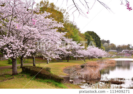 春天的大茂池公園 春天的大茂池公園 113409271