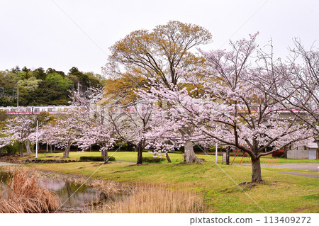 春天的大茂池公園 113409272
