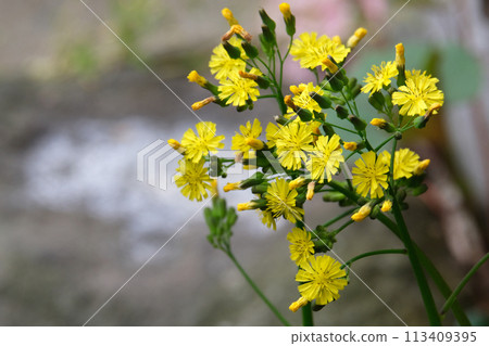 Spring wildflower Onitsubirako flower Spring wildflower Onitsubirako flower 113409395