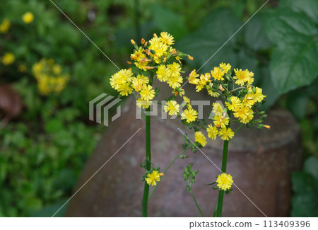 Spring wildflower Onitsubirako flower Spring wildflower Onitsubirako flower 113409396