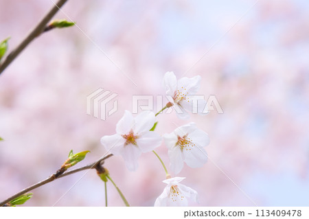 一朵櫻花，柔和明亮的氛圍 113409478