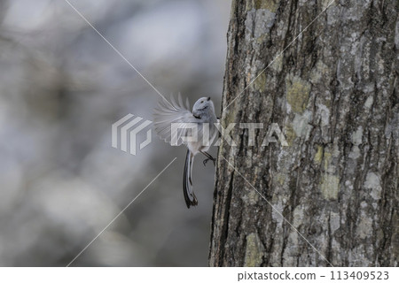 A long-tailed tit having fun finding tree sap A long-tailed tit having fun finding tree sap 113409523