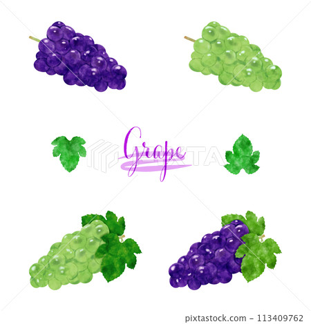 葡萄水彩插圖集 葡萄水彩插圖集 113409762