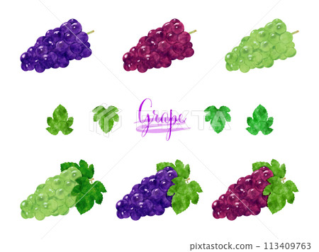 葡萄水彩插圖集 113409763