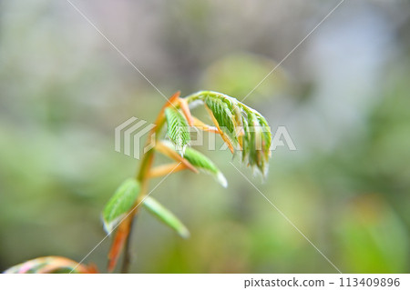 山毛櫸芽，新鮮綠色，春天 113409896
